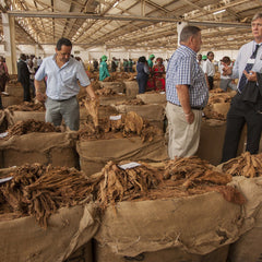 Malawi's forests going up in smoke as tobacco industry takes heavy toll | Natural resources and development
