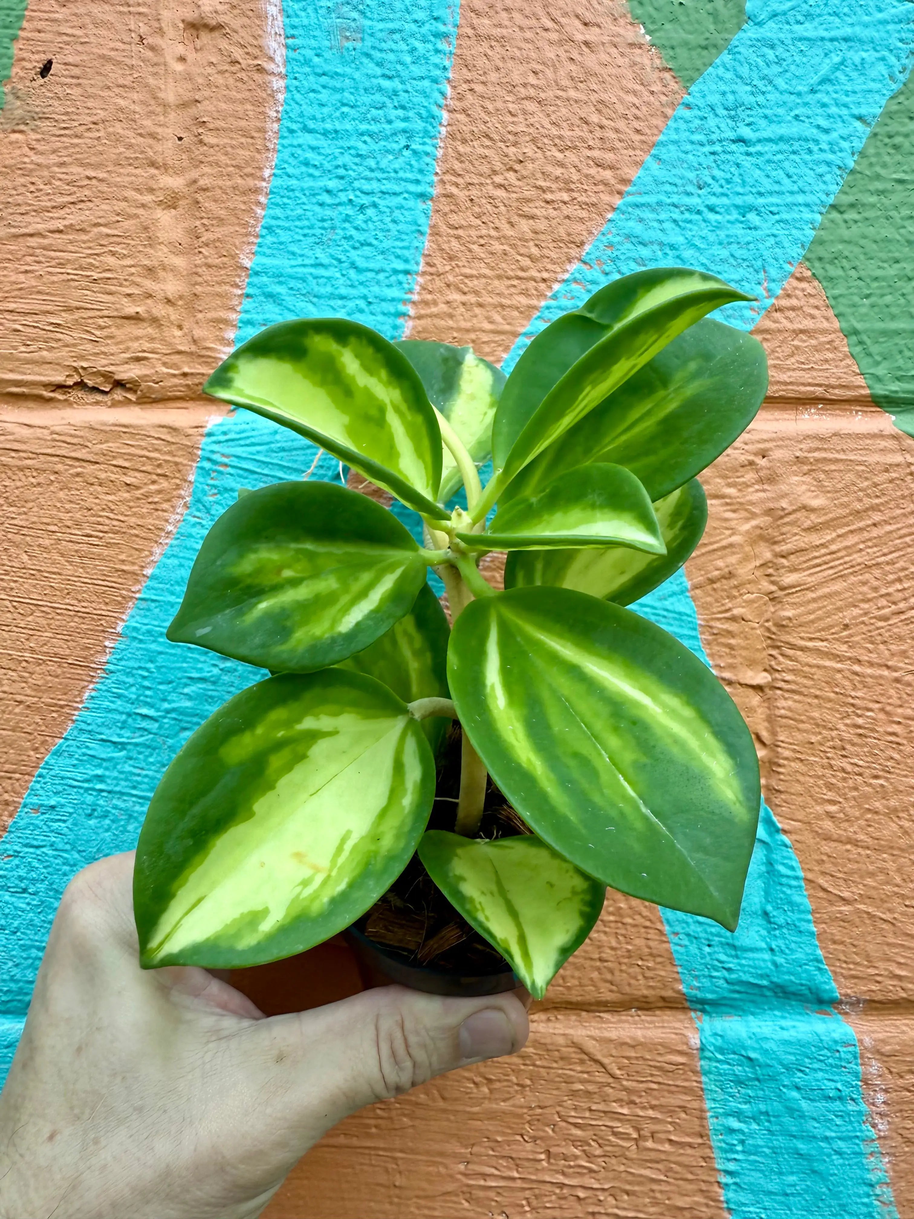 3” Hoya pachyclada inner variegated Canopy Plant Co.