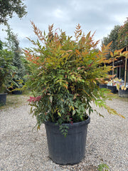 Himmelsbambus / Nandina domestica 'obsessed'