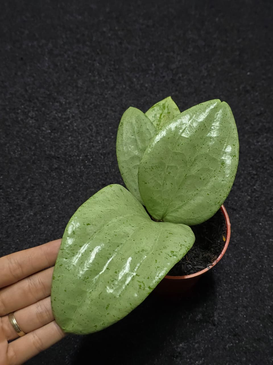 Hoya Glabra Silver (M)