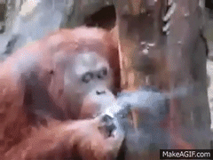 monkey smoking a cigarette gif Monkey Smoking Weed! on Make a GIF