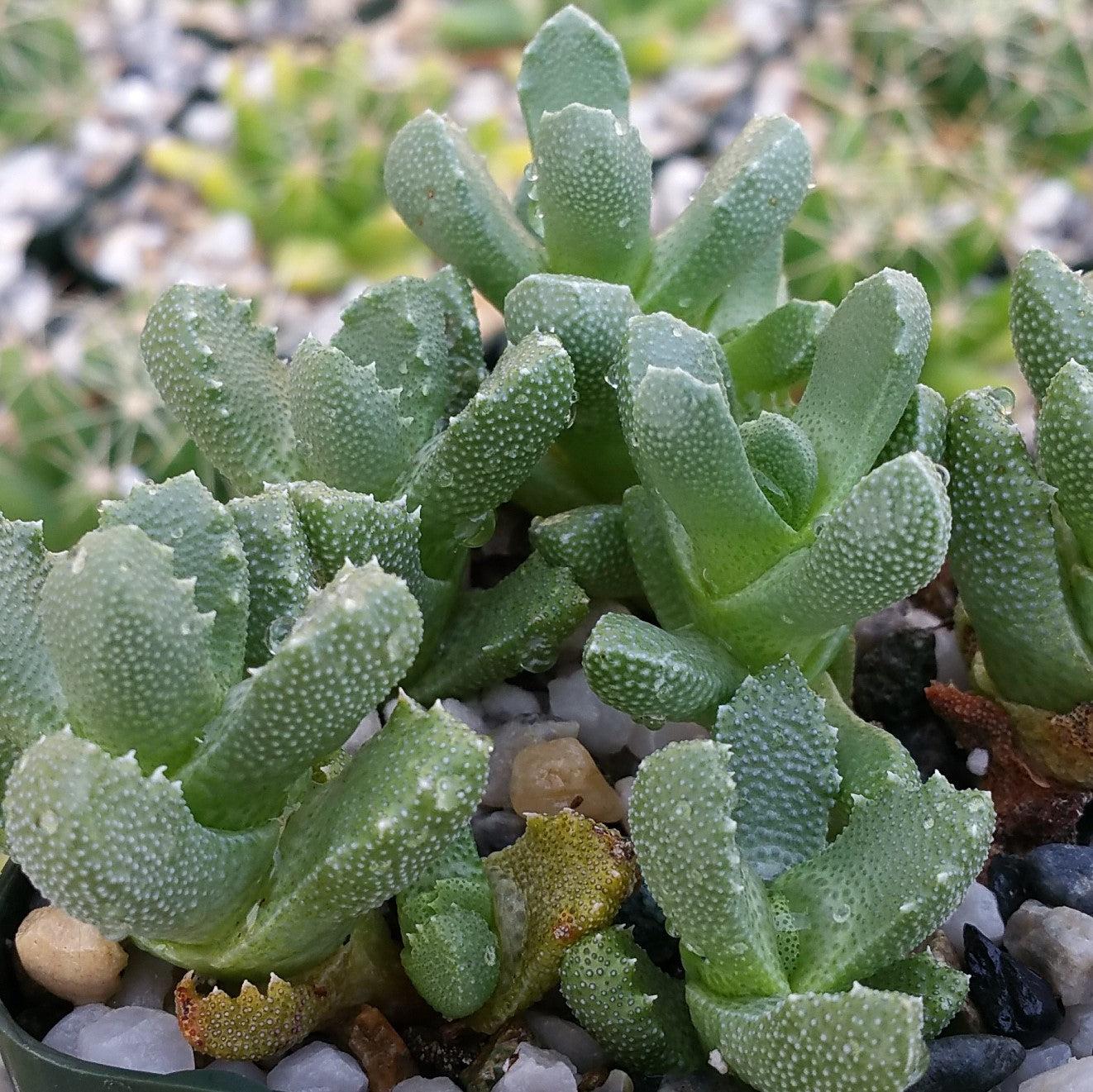 Aloinopsis setifera succulent cluster with thick, bumpy green leaves and white speckles, set among small rocks and pebbles.