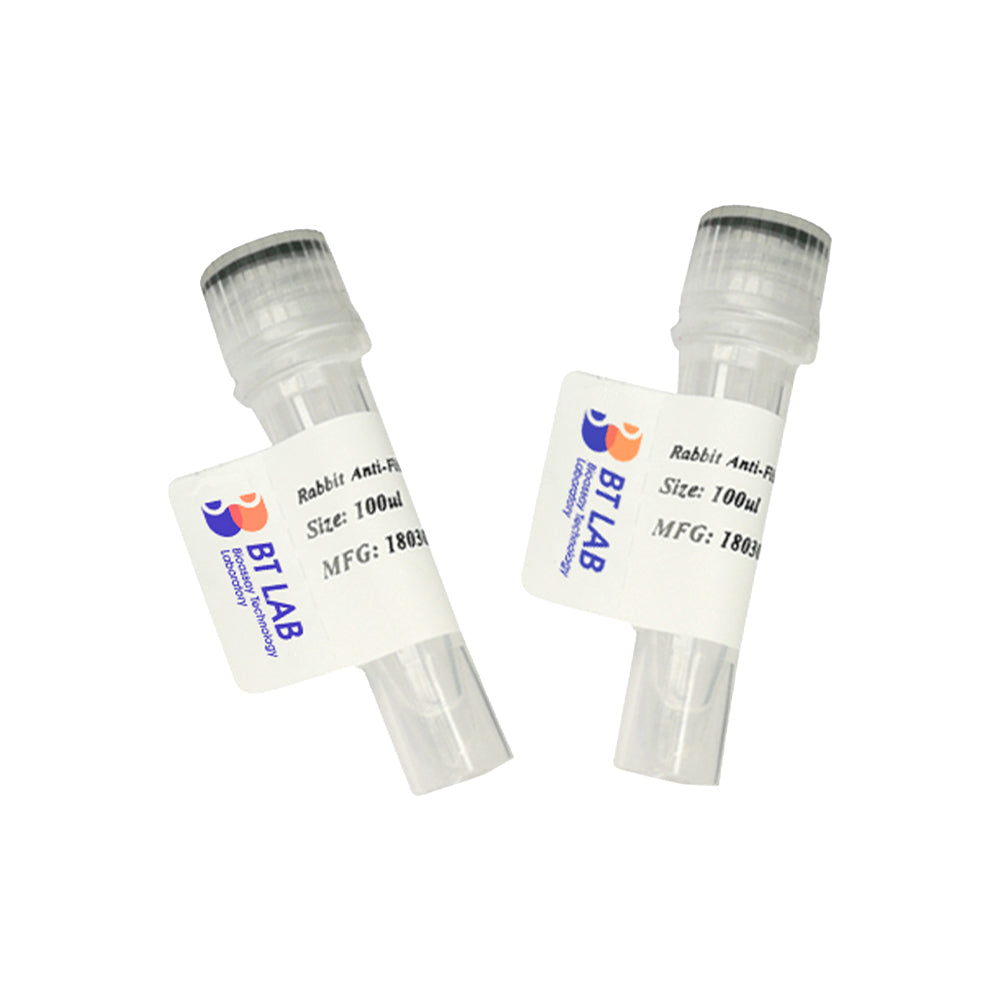 Fyb Monoclonal Antibody, 100ul