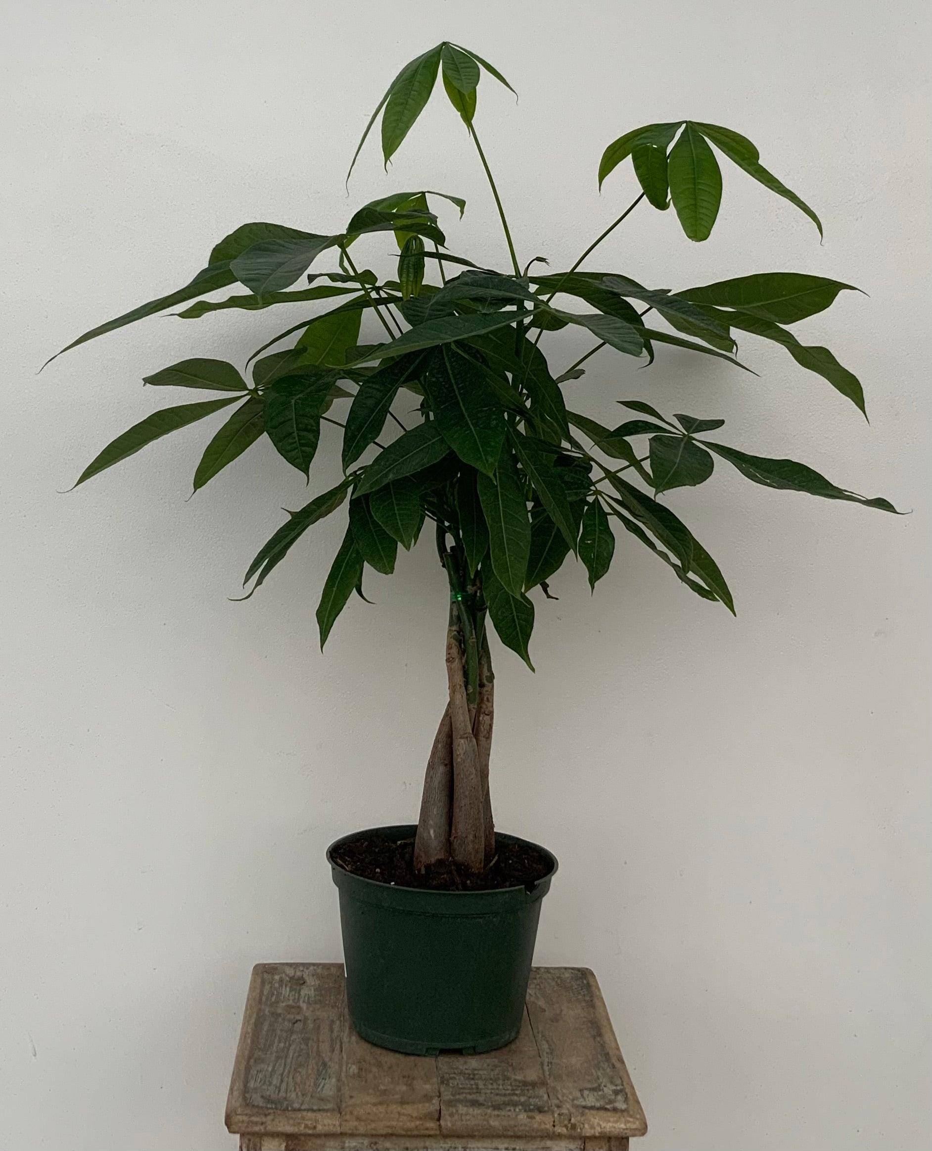 Braided Money Tree