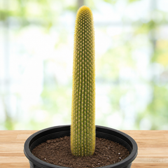Golden Torch Cactus live plant, alternate product view 1