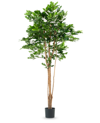 De Kunst Eikenboom 210 cm heeft meerdere dunne bruine stammen en dichte groene bladeren in een zwarte plastic pot, tegen een effen witte achtergrond.