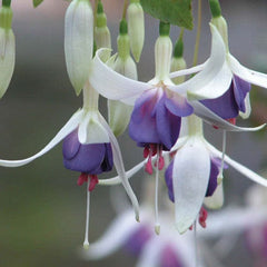 Fuchsia Delta's Sarah (Hardy) Flower Plants