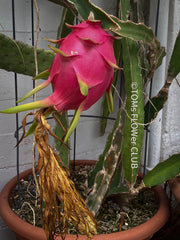 Red fruits of the Hylocereus Undatus, Dragonfruit plant, organically grown, robust and healthy, from TOMs FLOWer CLUB.