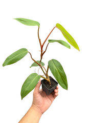 Philodendron Red Emerald