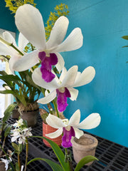 Dendrobium Woon Leng orchid
