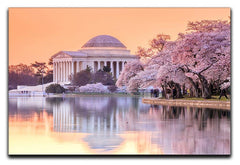 Jefferson Memorial during the Cherry Blossom Festival Canvas Print or Poster - Canvas Art Rocks - 1