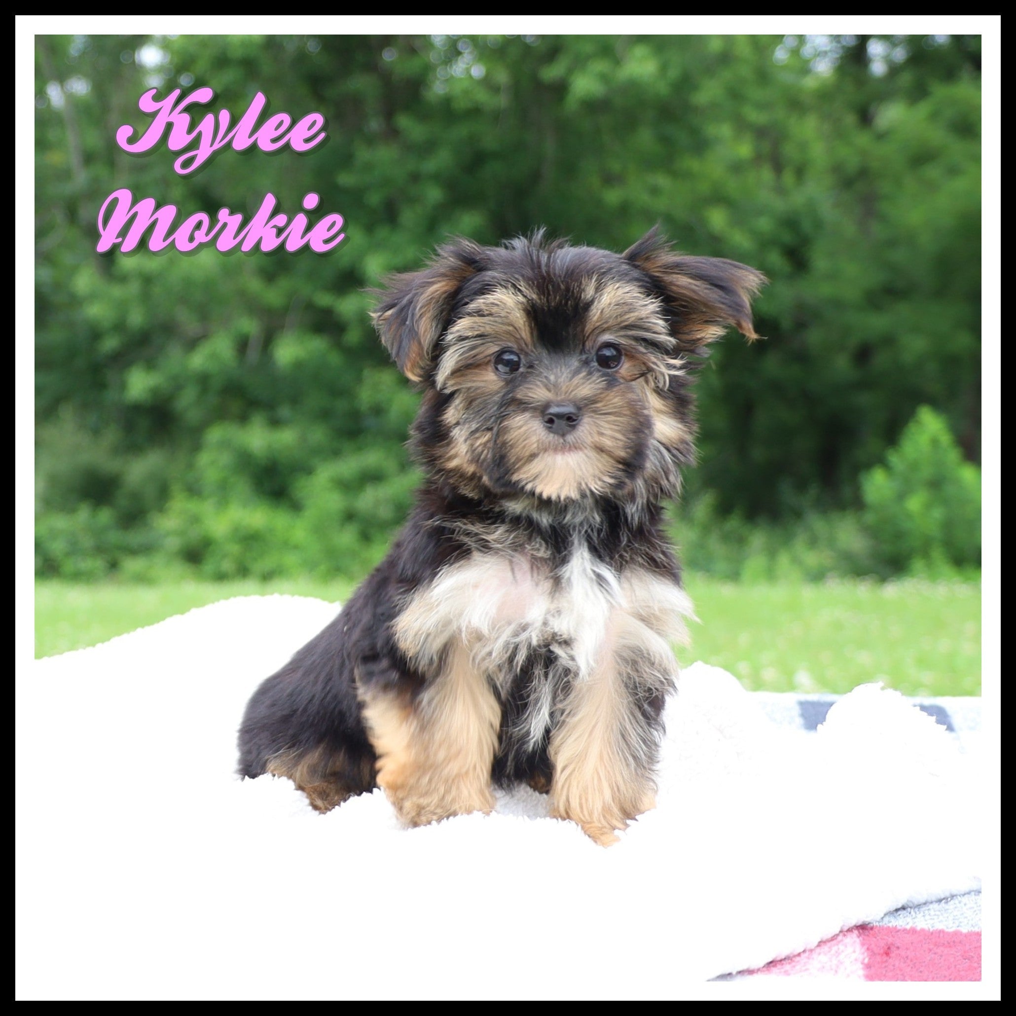 Morkie