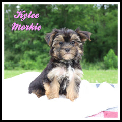 Morkie