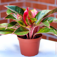 6in-10in Aglaonema Siam Aurora
