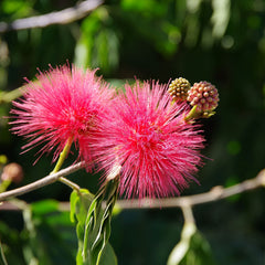 Pink Powderpuff Flowering Tree close up of the flower