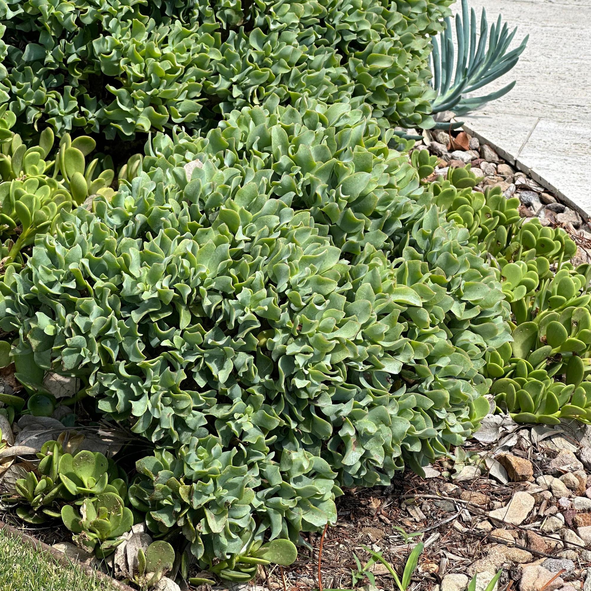 Ripple Jade - Crassula arborescens undulatifolia, a drought-tolerant succulent, grows densely in a garden bed edged with small rocks and soil.