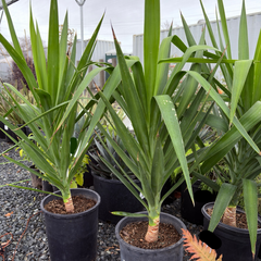 Spineless Giant Yucca Potted Spineless Giant Yucca with long green leaves in a garden setting