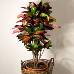 Croton Iceton - Codiaeum 'Iceton' - Sprouts of Bristol