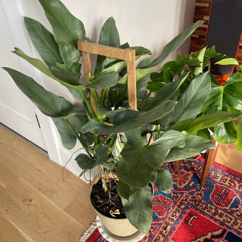 Philodendron Silver Sword Trellis Live Plant - Indoor Air Purifier, Easy Care Houseplant, Philodendron hastatum