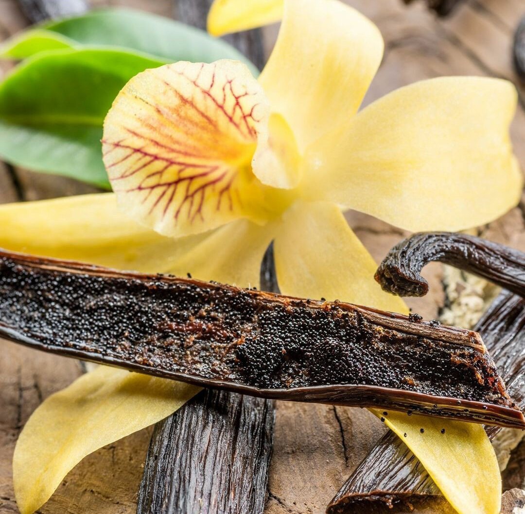 Heirloom Organic Vanilla VineVanilla planifolia Seeds !Vanilla bean Orchid seeds spices and herbs on site!