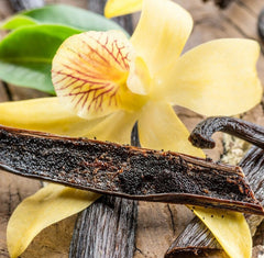 Heirloom Organic Vanilla VineVanilla planifolia Seeds !Vanilla bean Orchid seeds spices and herbs on site!