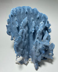 Blue Ridge Coral (9”x8”x6”) - Treasures from Beneath