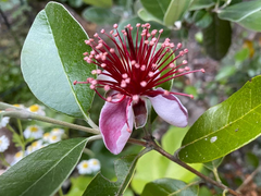 4 Unrooted Cuttings 6-8" Pineapple Guava Tree (Feijoa sellowiana) for Propagation – Tropical Fruit Tree