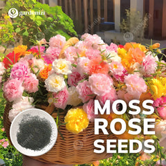 Moss Rose Seeds (Mix) • Gardenizi