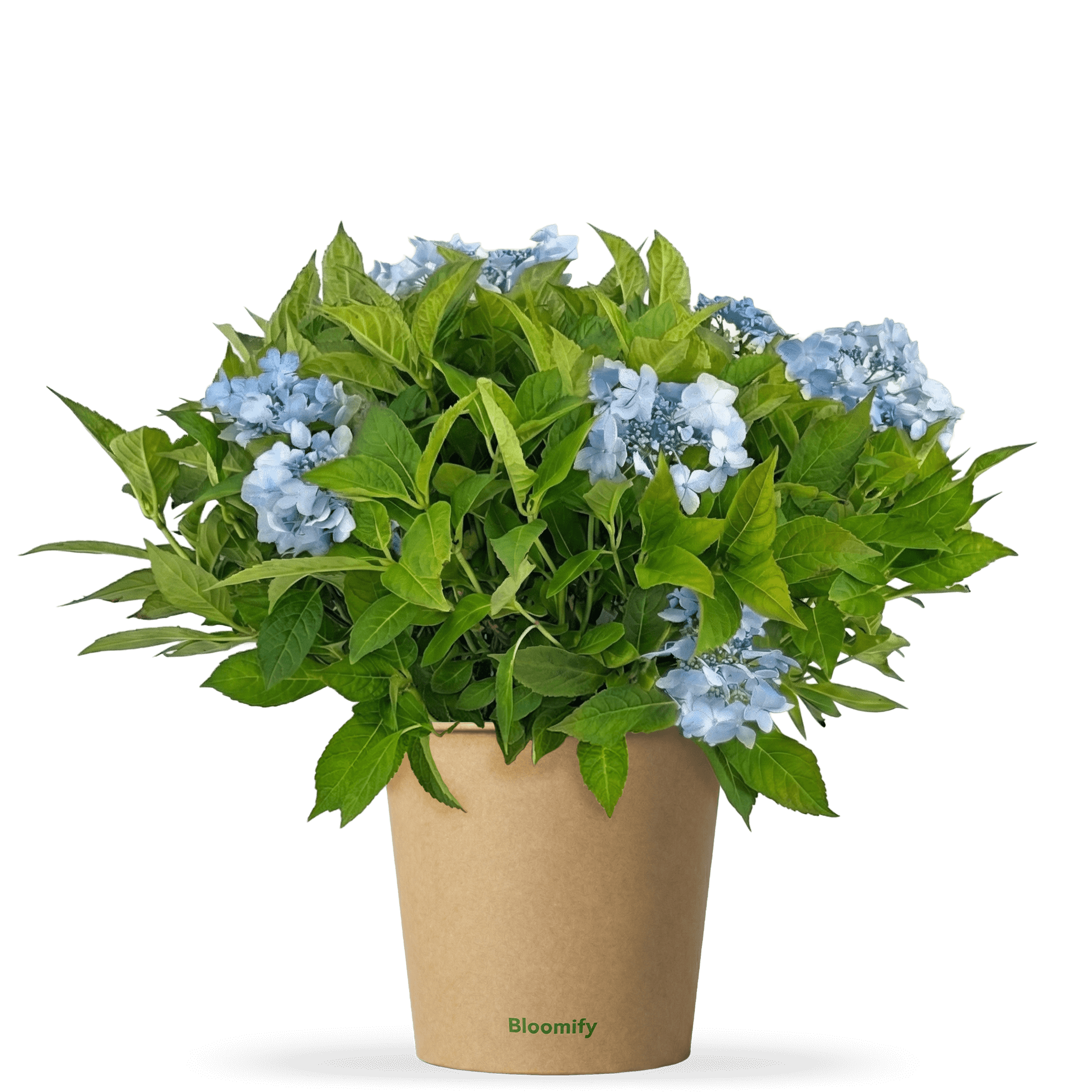 NoDrama-Hortensie blau "Herta"