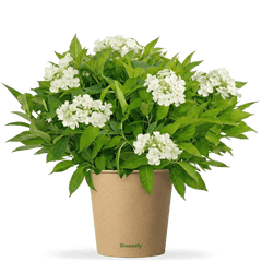 NoDrama-Hortensie weiß "Herta"
