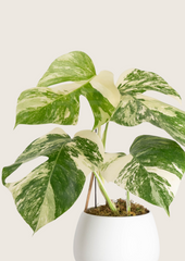 Monstera Deliciosa Albo Tissue Culture - Grower's Choice