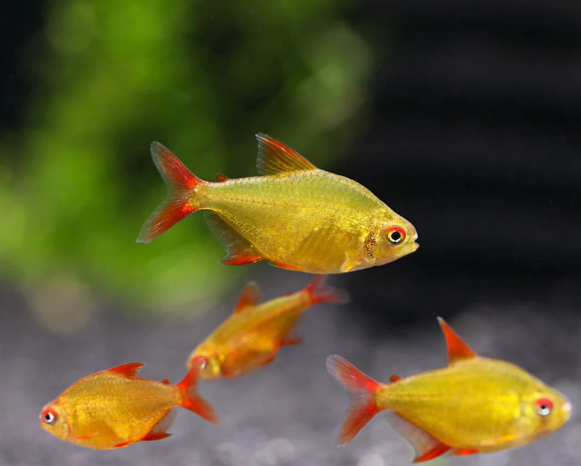 Red Cherry Tetra (Hyphessobrycon sp. 'Muzel')