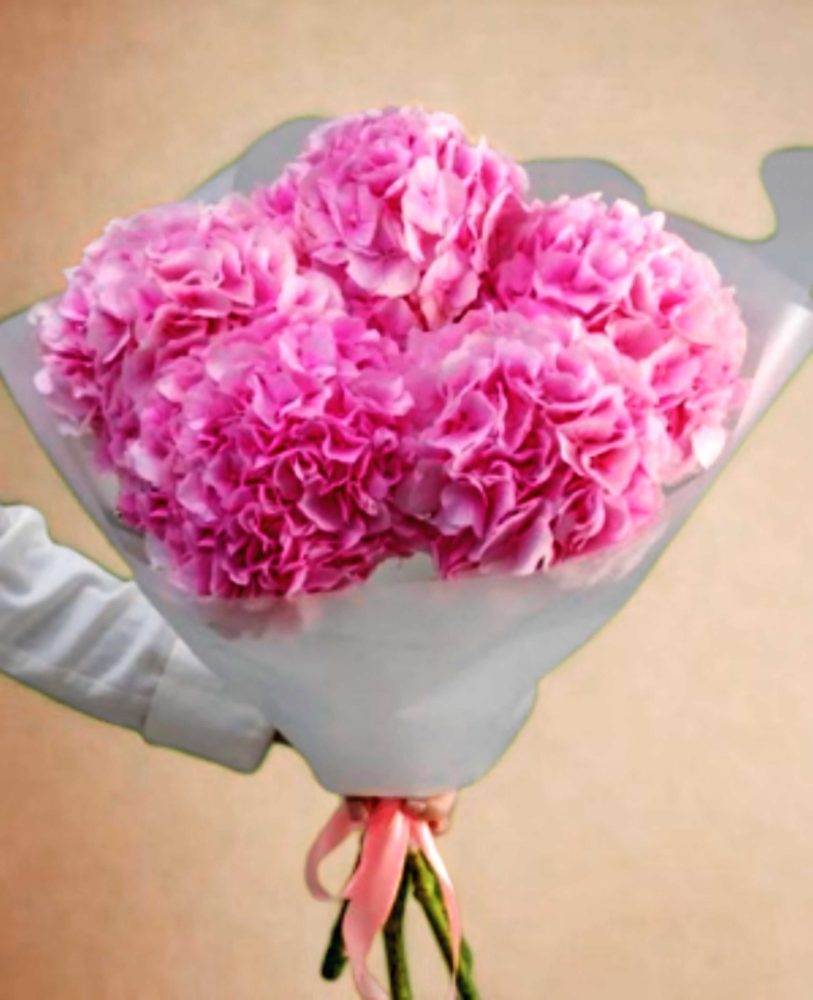 Pink Hydrangea