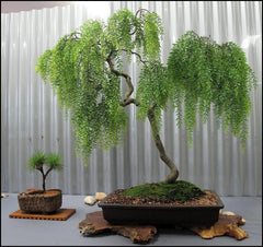 Long Leaf Weeping Willow Bonsai Tree Cutting - Ideal for Growing, Salix babylonica, Indoor/Outdoor Plant