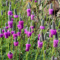 Purple Prairie Clover Seeds - Native Wildflower, Perennial, USA, Free Shipping - Dalea purpurea