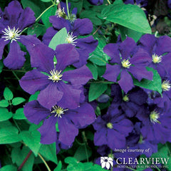 Clematis Jackmanii Superba 1gal Purple