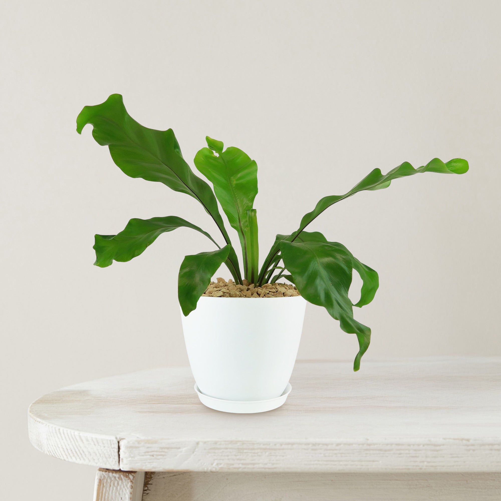 Bird’s Nest Fern ‘Asplenium nidus’
