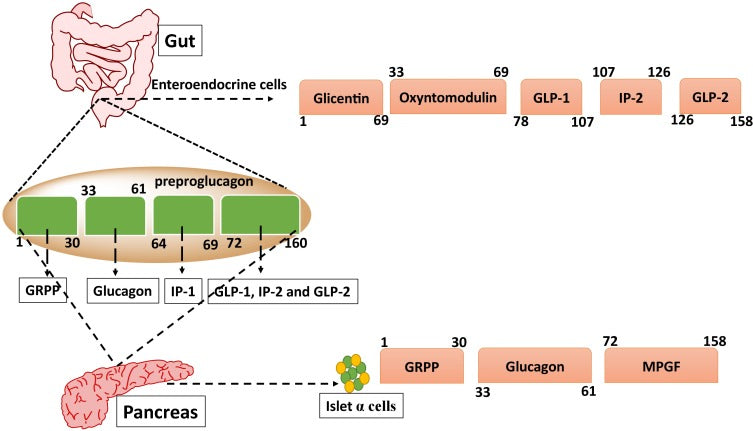 Recent updates on GLP-1 agonists: Current advancements & challenges