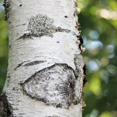100 Japanese White Birch Tree Seeds - Seed World