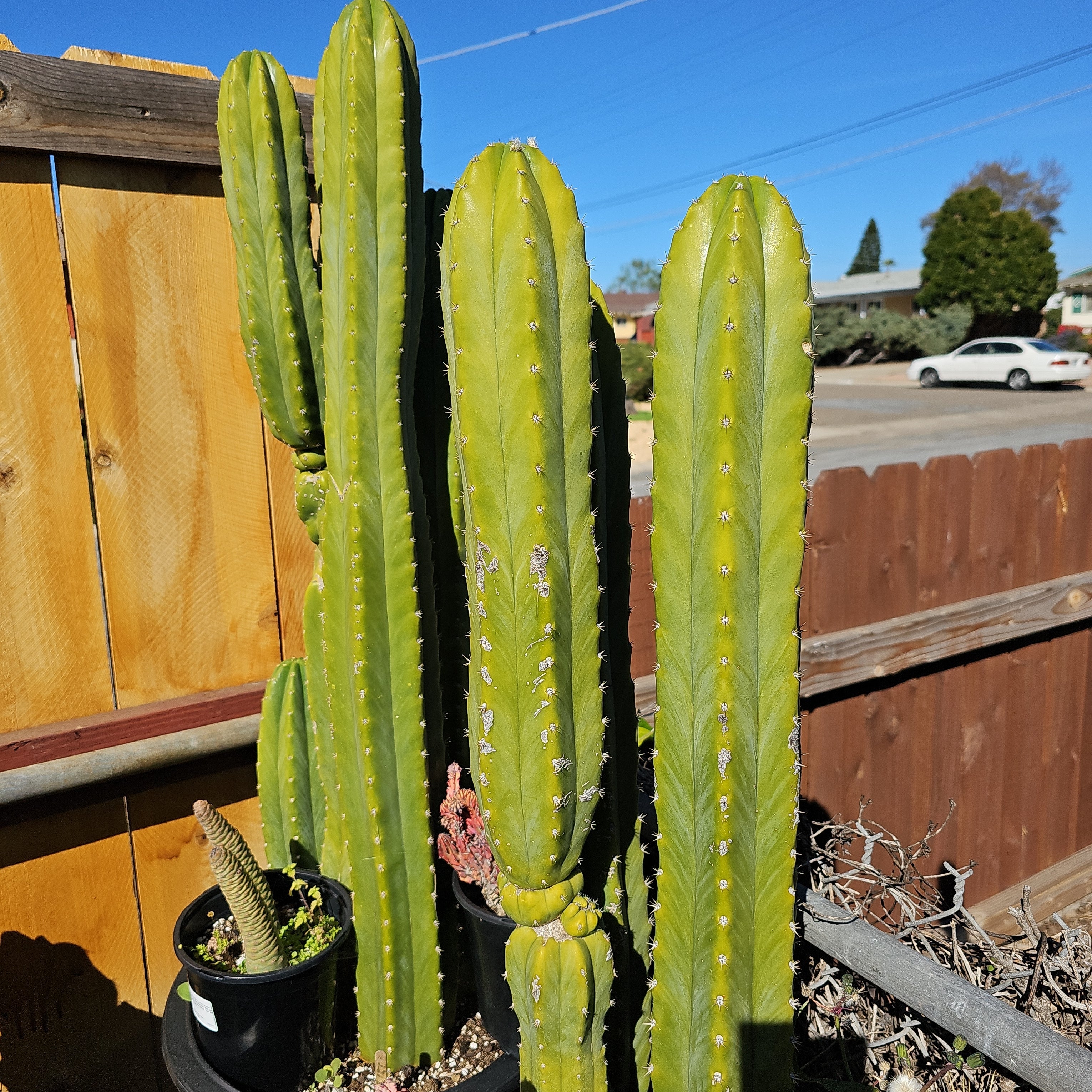 San Pedro Cactus