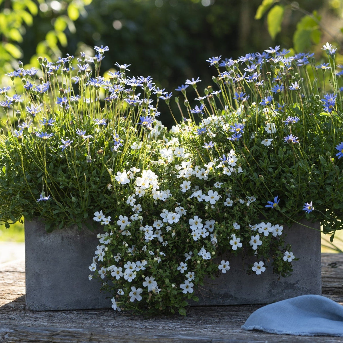 Balkonblumen "Blau-Weißer Sommerzauber"