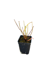 Thread-leaved Sundew (Drosera Filiformis) in a 2.5" pot