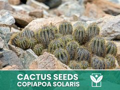 Copiapoa Solaris – 10 Semi – Cactus Seeds, Pianta Succulenta, Cactaceae, Fiore, Alta Germinabilità - Botanis - Vendita semi online di piante rare