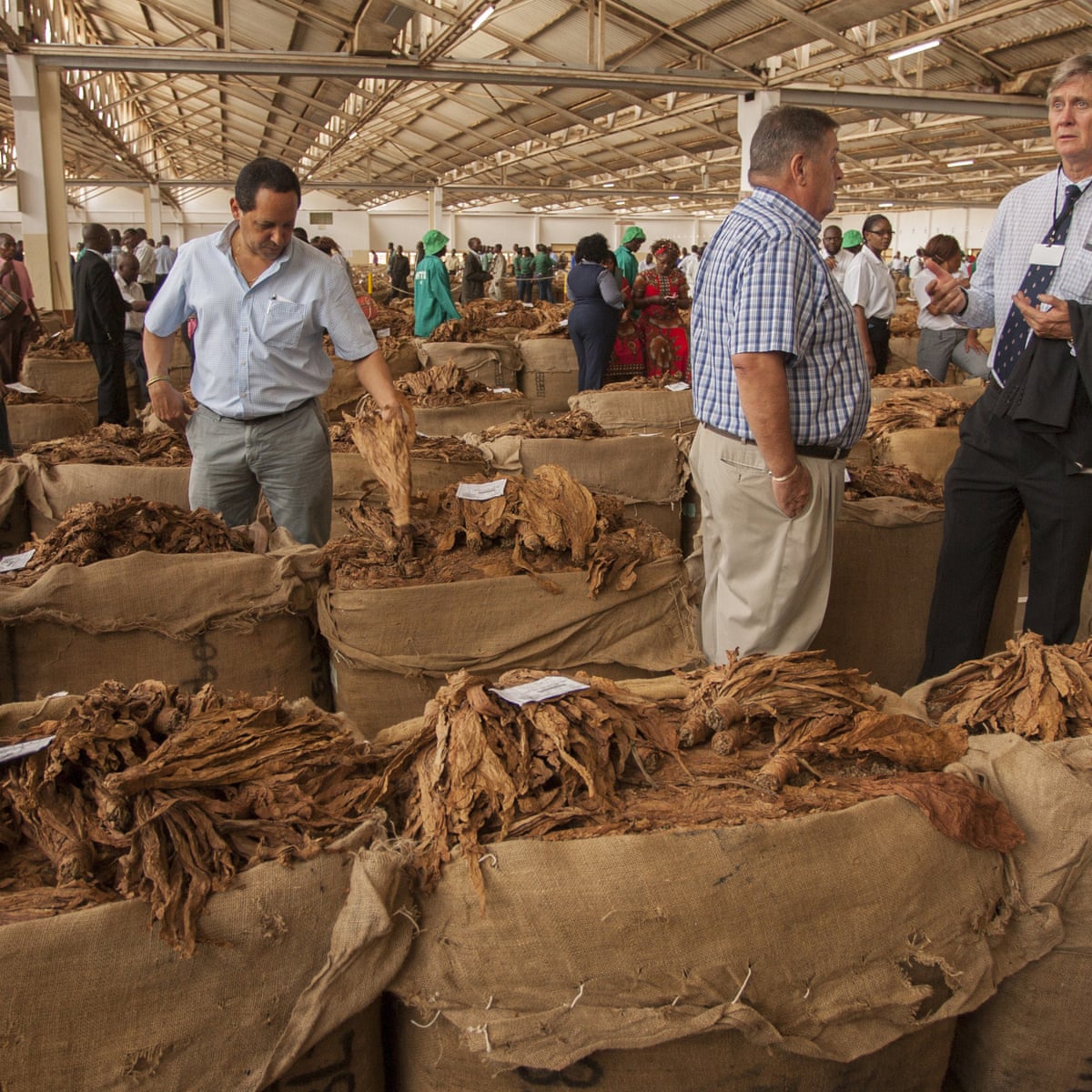 Malawi's forests going up in smoke as tobacco industry takes heavy toll |  Natural resources and development