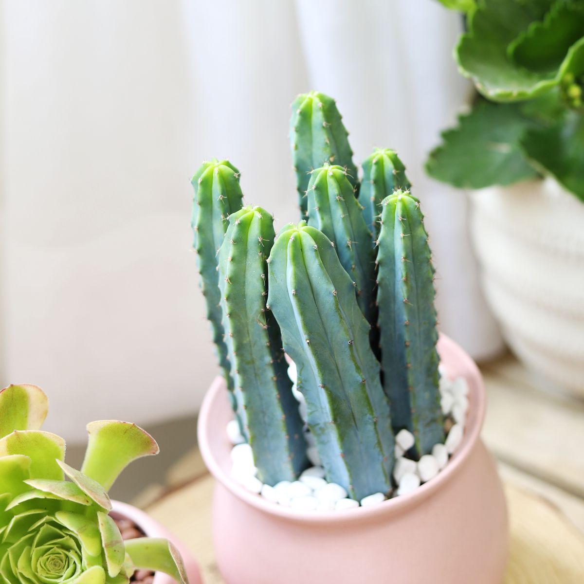 buy Blue Candle CACTUS live cactus 2 inch online, powdery blue-green columnar stems, upright branching growth form, spine-bearing areoles, drought tolerant and low maintenance, bold architectural accent for sunny windowsills, a stunning and rare cactus gift for plant collectors