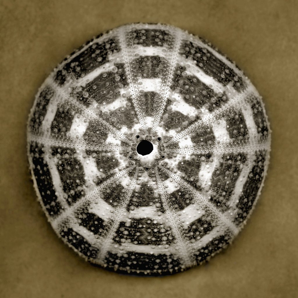 Alphonso Sea Urchin