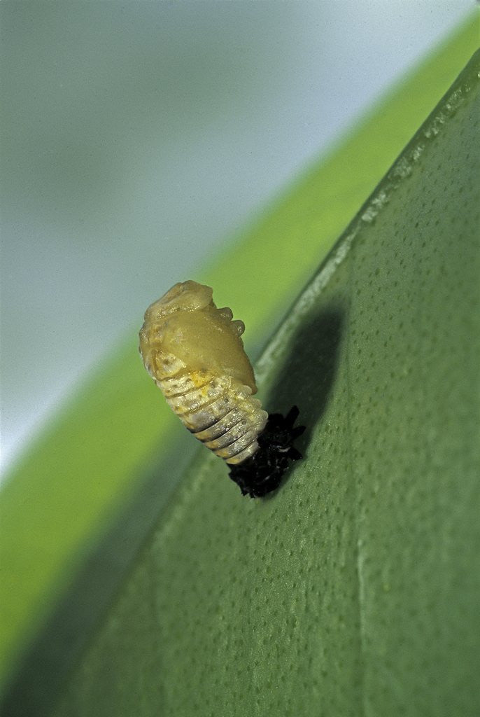 Adalia bipunctata (twospotted lady beetle) - emerging of the nymph