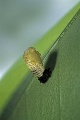 Adalia bipunctata (twospotted lady beetle) - emerging of the nymph