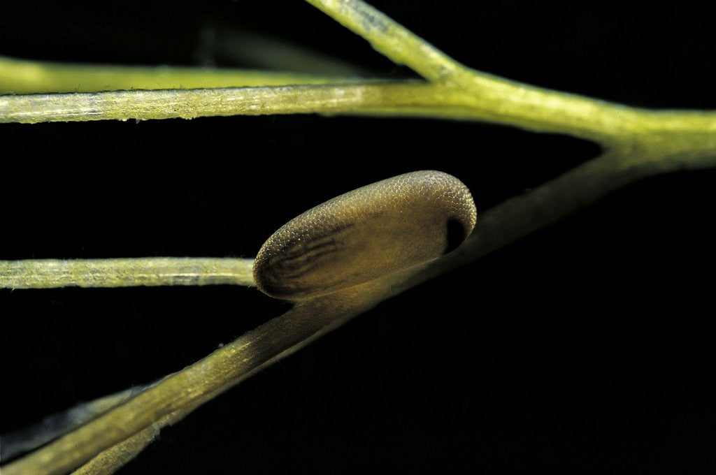 Notonecta glauca (water boatman, backswimmer) - egg on aquatic plant