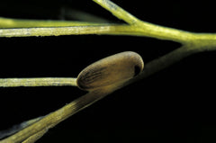 Notonecta glauca (water boatman, backswimmer) - egg on aquatic plant